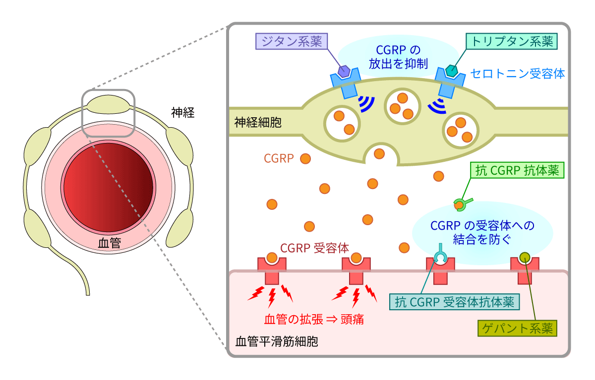 2026年最新版　片頭痛治療薬一覧と作用メカニズム